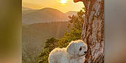 Flo a rejoint le concours — aidez-le/la à gagner de superbes lots ! animal, canine, dog, fluffy, forest, golden_hour, landscape, mountains, nature, outdoor, peaceful, pet, rock, roots, scenic, sky, sunlight, sunset, tree, white_dog