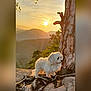 animal, canine, dog, fluffy, forest, golden_hour, landscape, mountains, nature, outdoor, peaceful, pet, rock, roots, scenic, sky, sunlight, sunset, tree, white_dog