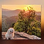 Flo a rejoint le concours — aidez-le/la à gagner de superbes lots ! animal, curious, cute, dog, fluffy, forest, golden_hour, hill, landscape, mountains, nature, outdoor, pet, rock, scenic, sky, sun, sunset, tree, white_dog