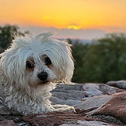 Flo a rejoint le concours — aidez-le/la à gagner de superbes lots ! animal, calm, canine, cute, dog, evening, fluffy, fur, golden_hour, grass, landscape, nature, outdoor, pet, portrait, relaxing, rock, scenic, sunset, white_dog