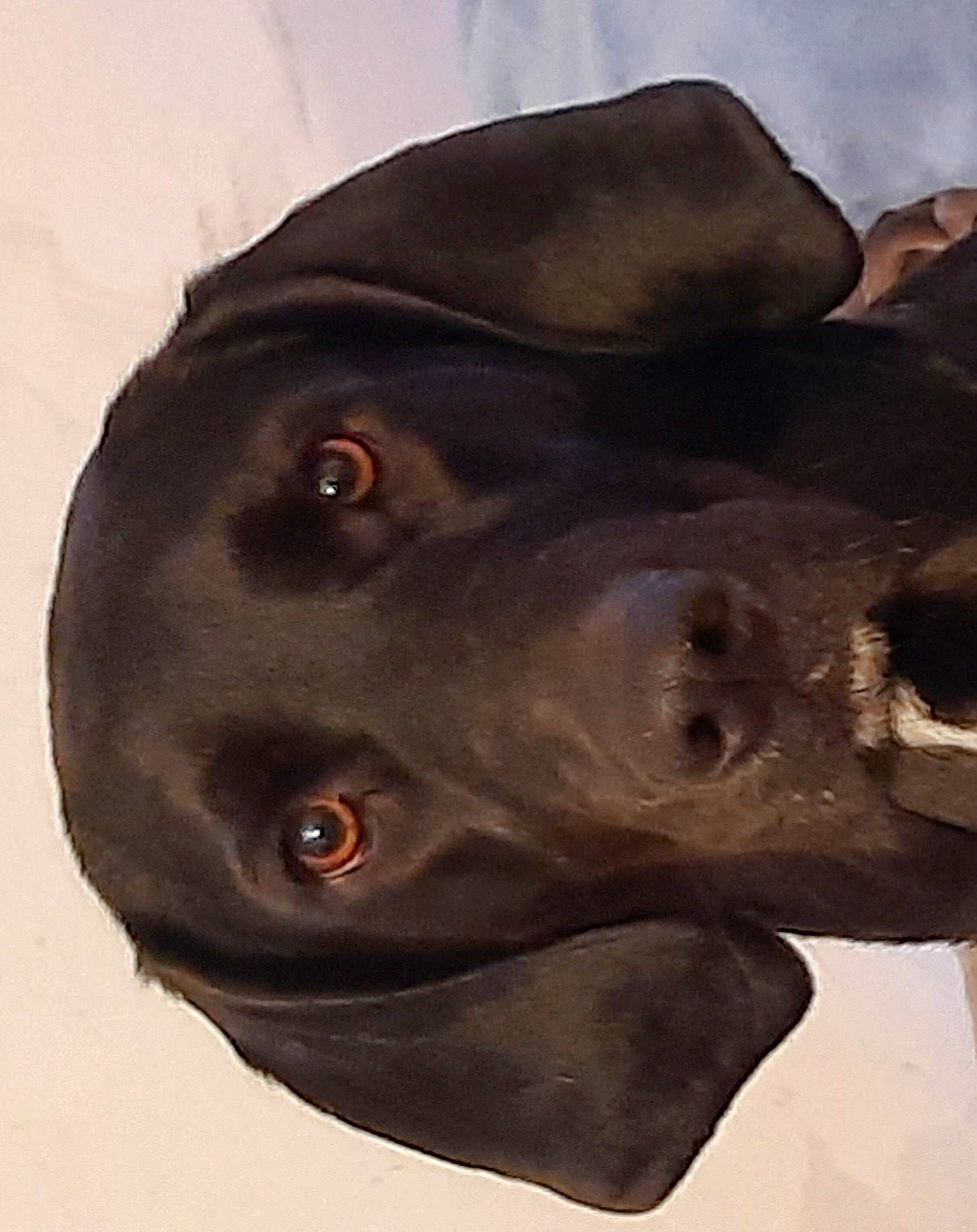 Onyx is registered to the contest to win money with this photo: art, canidae, carnivore, dog, dog_breed, fawn, food, fur, liver, sculpture, snout, sporting_group, terrestrial_animal, whiskers, working_animal