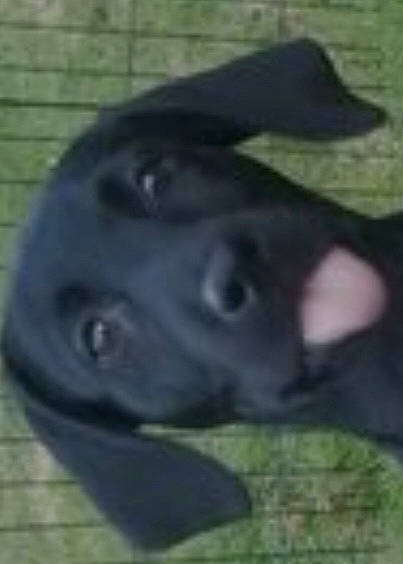 Onna joined the competition — help win amazing prizes! borador, canidae, carnivore, dog, dog_breed, ear, pet_supply, snout, sporting_group, terrestrial_animal, working_animal