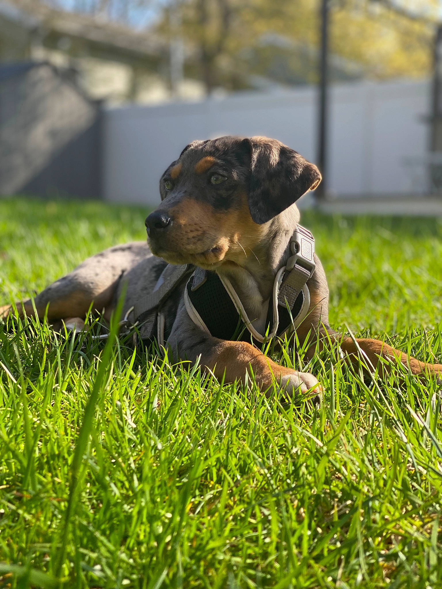 Django is registered to the contest to win money with this photo: canidae, carnivore, companion_dog, dog, dog_breed, fawn, grass, grass_family, grassland, groundcover, lawn, mammal, plant, snout, sporting_group, tail, terrestrial_animal, toy_dog, tree, vertebrate