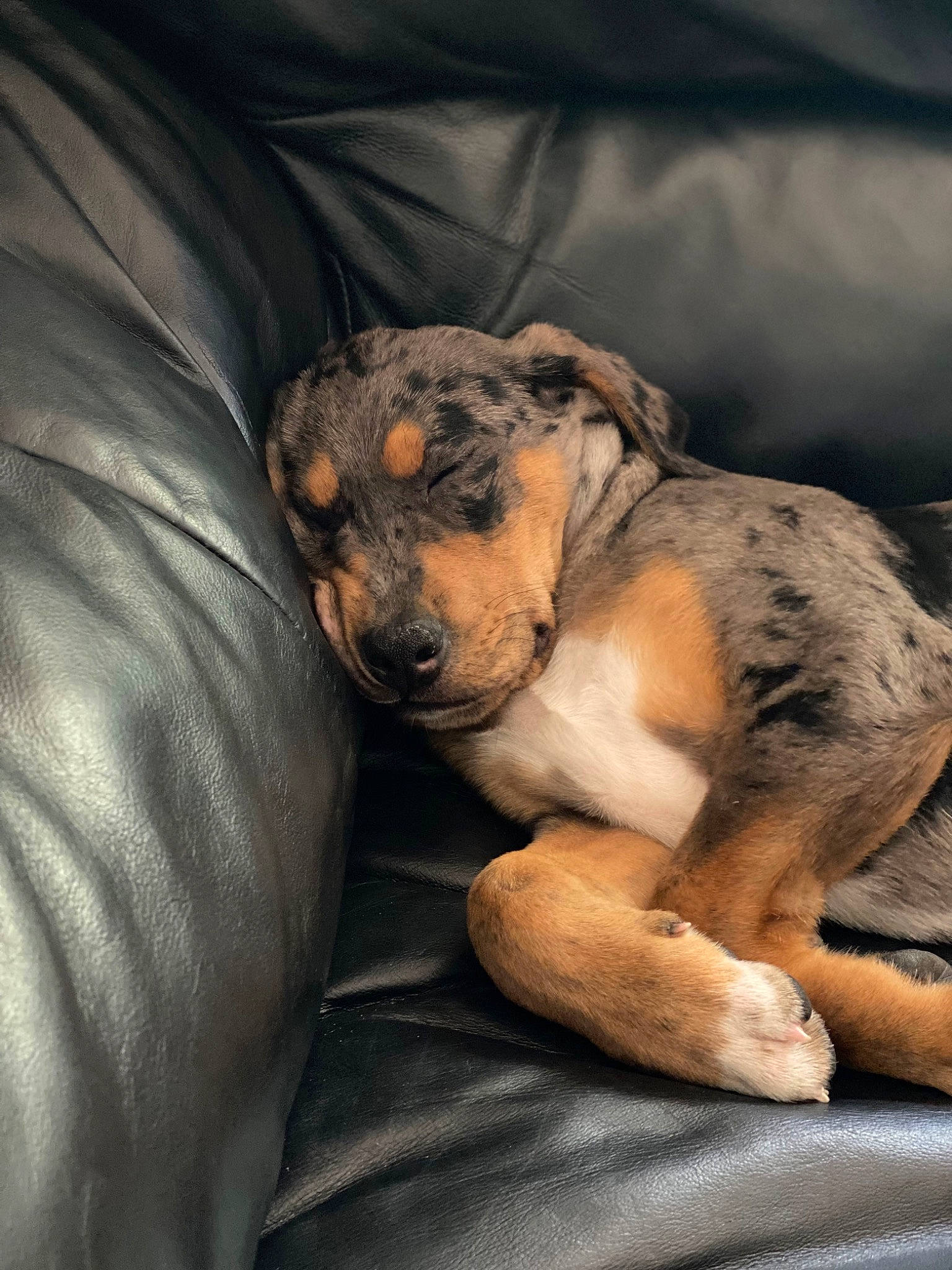 Django joined the competition — help win amazing prizes! bored, canidae, carnivore, comfort, companion_dog, dog, dog_breed, ear, fawn, fur, guard_dog, nap, paw, sitting, snout, sporting_group, street_dog, terrestrial_animal, whiskers, working_dog