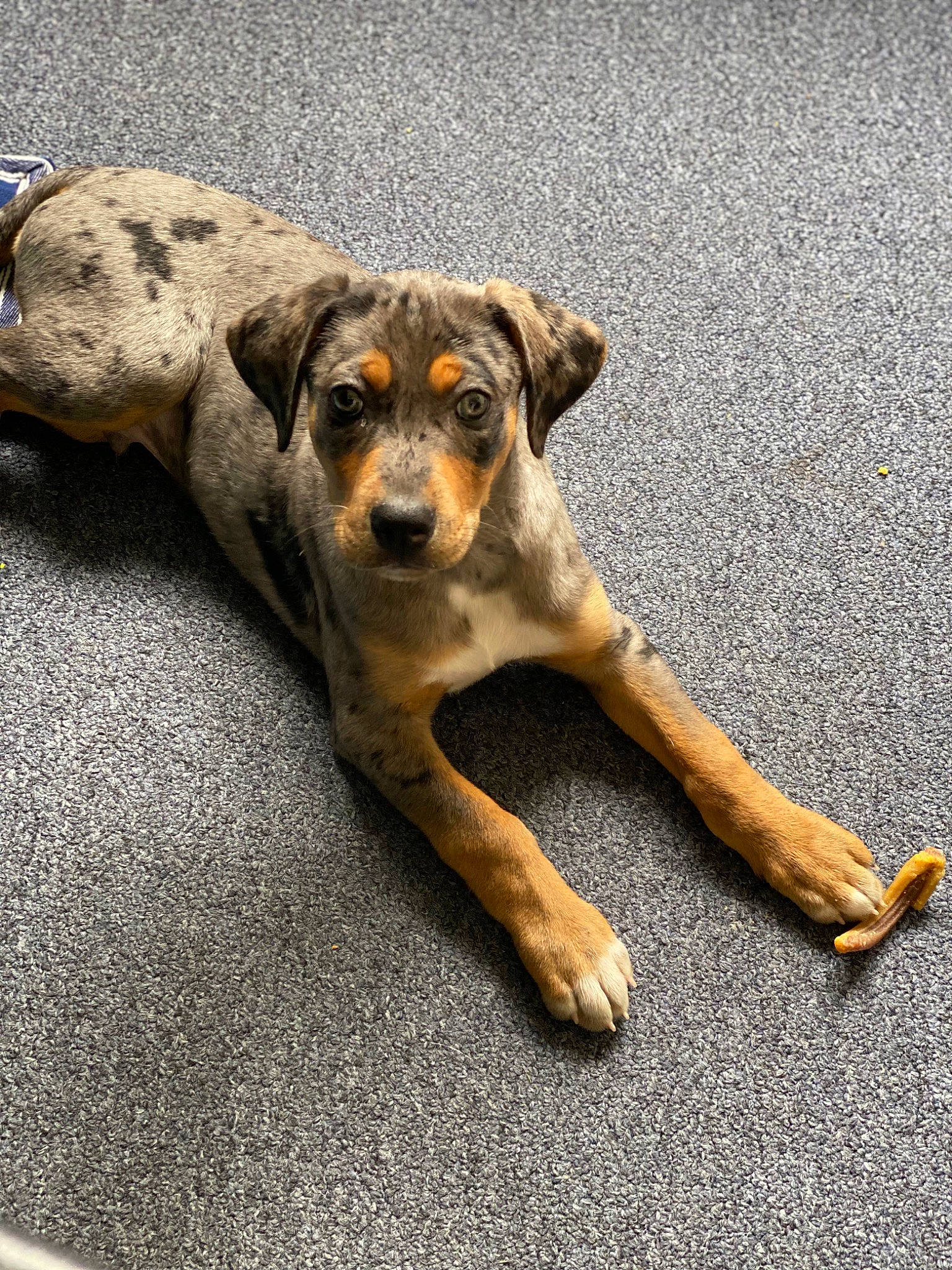 Django is registered to the contest to win money with this photo: art, canidae, carnivore, companion_dog, dog, dog_breed, eye, fawn, fur, paw, puppy, road_surface, rock, sitting, snout, sporting_group, street_dog, terrestrial_animal, wood, working_dog