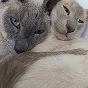 Gizmo joined the competition — help win amazing prizes! cat, blue_eyes, snuggling, close_up, fur, pet, cute, cozy, indoor, relaxed, animal, mammal, whiskers, ears, sleepy, friendship, companion, cute_animals, portrait, domestic_cat