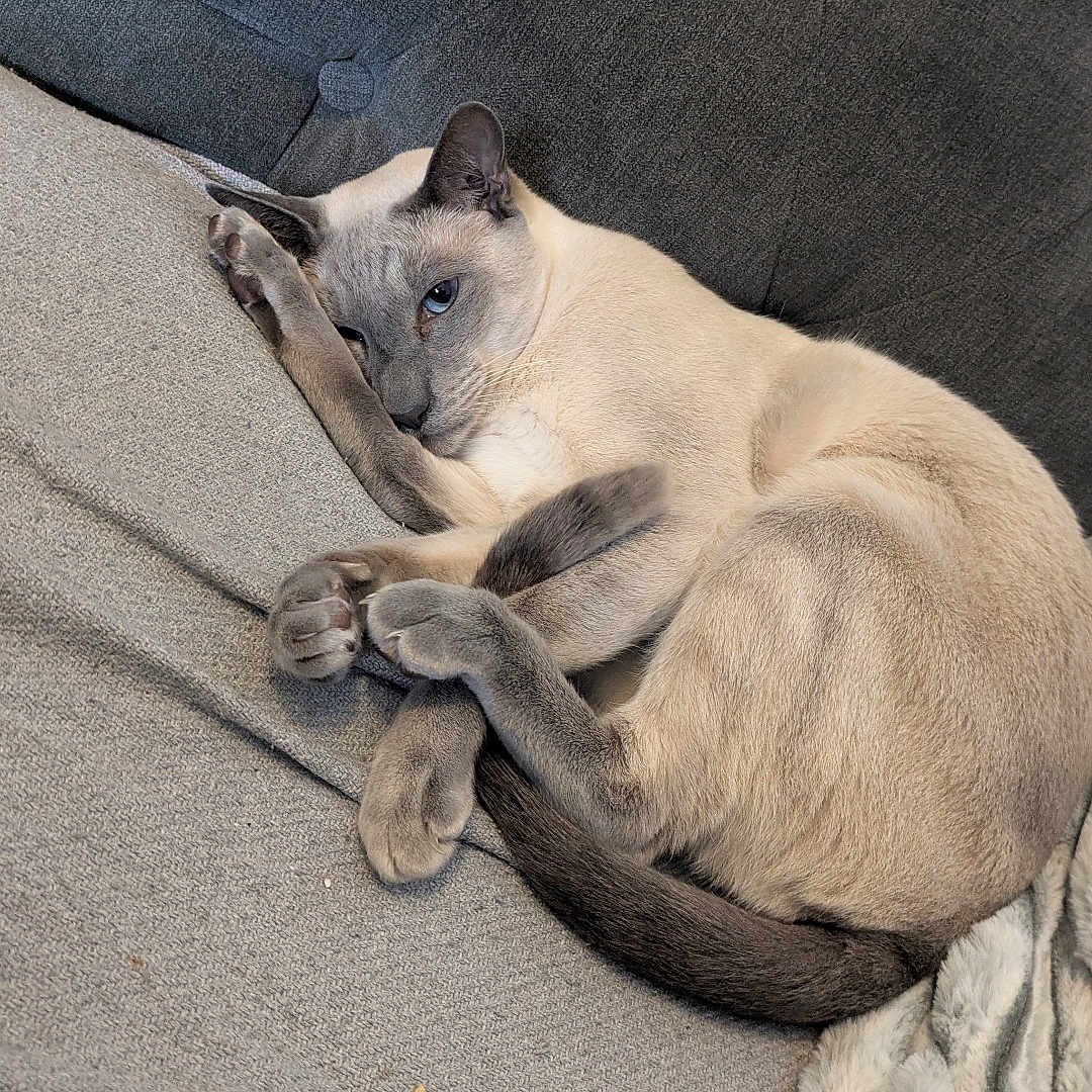 Gizmo joined the competition — help win amazing prizes! animal, blanket, cat, couch, cozy, cute, feline, fur, gray, home, indoor, nap, paws, pet, relaxed, resting, siamese_cat, sleeping, soft, tail