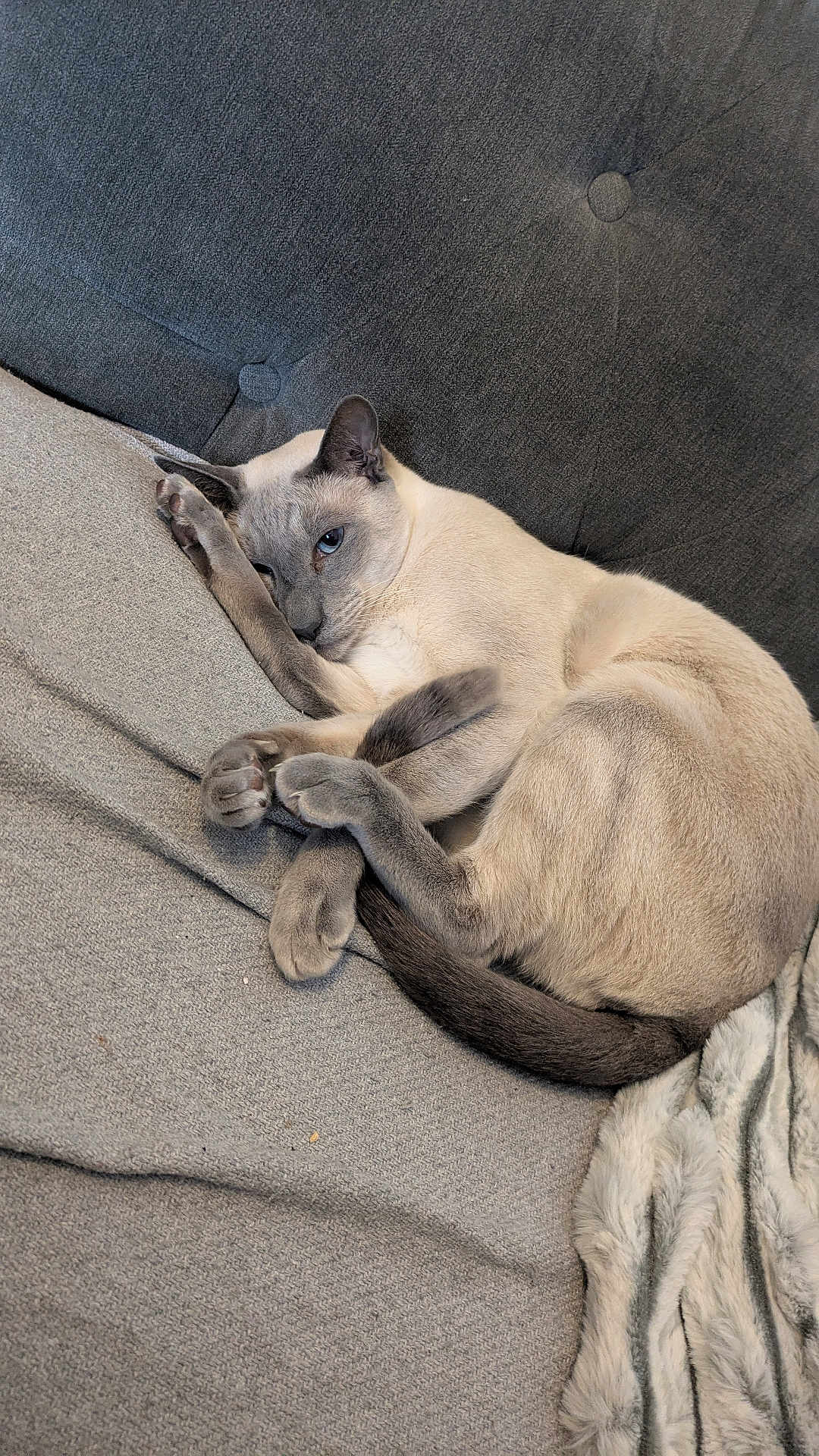 Gizmo joined the competition — help win amazing prizes! cat, siamese_cat, sleeping, couch, gray, cozy, feline, pet, indoor, fur, tail, paws, resting, relaxed, home, blanket, soft, animal, cute, nap