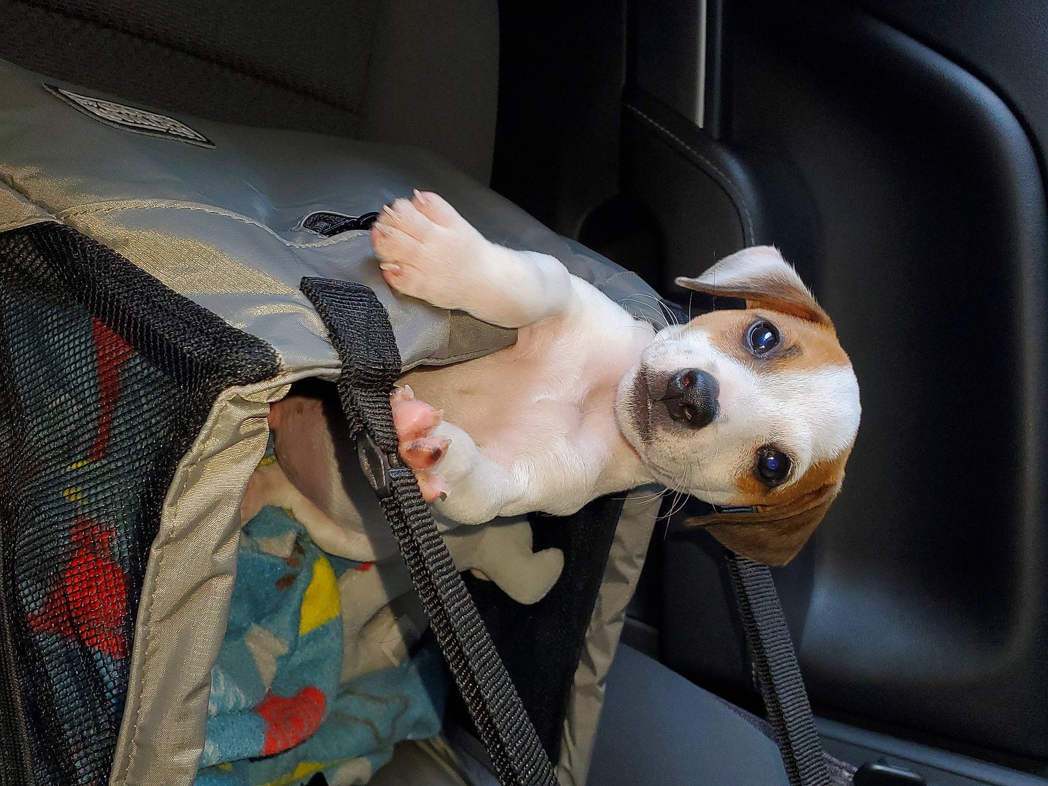 Hank joined the competition — help win amazing prizes! auto_part, canidae, car_seat, car_seat_cover, carnivore, collar, companion_dog, dog, dog_breed, dog_collar, dog_supply, eyewear, fawn, seat_belt, smile, snout, sporting_group, sunglasses, vehicle, vehicle_door