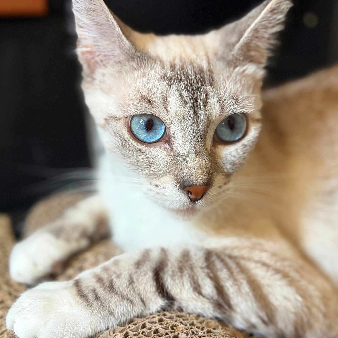 Mimi is registered to the contest to win money with this photo: cat, blue_eyes, close_up, animal, pet, feline, whiskers, ears, paws, texture, brown, soft_light, relaxed, indoor, portrait, fur, striped, muzzle, focus, background_blur
