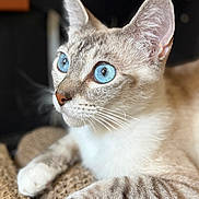 Mimi joined the competition — help win amazing prizes! cat, blue_eyes, close_up, feline, pet, whiskers, fur, relaxed, portrait, animal, indoor, soft_light, focus, texture, muzzle, ears, paws, tabby, cute, alert