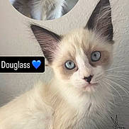 Douglas joined the competition — help win amazing prizes! kitten, cat, blue_eyes, fluffy, fur, pet, animal, cute, portrait, indoor, close_up, white_fur, brown_markings, face, whiskers, ears, background, text_overlay, illustration, window