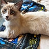 Douglas joined the competition — help win amazing prizes! cat, blue_eyes, fluffy_fur, lying_down, blanket, indoor, pet, animal, relaxed, curious, whiskers, ears, fur_texture, close_up, domestic_cat, resting, comfortable, cute, feline, soft