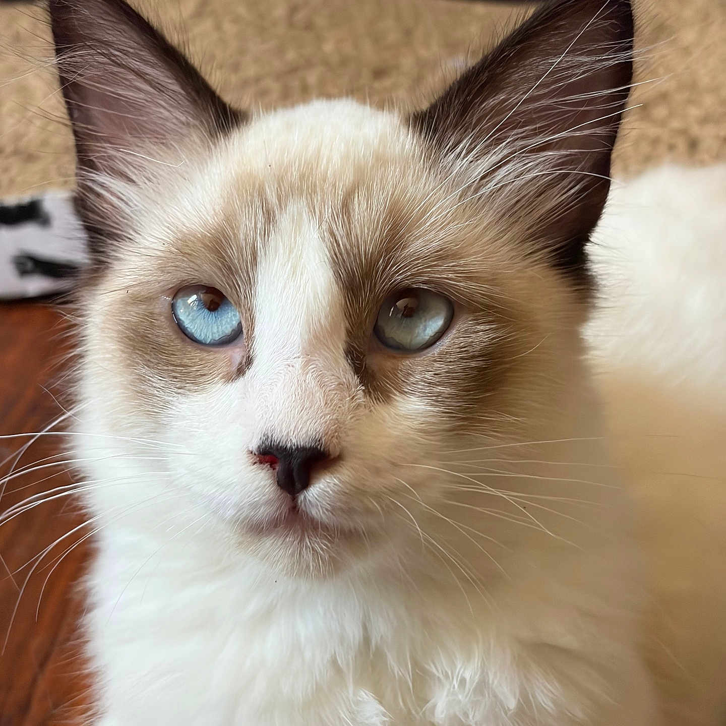 Douglas