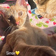 Simon is registered to the contest to win money with this photo: cat, ginger_cat, pet, indoor, blanket, strawberry_pattern, sunlight, relaxing, cute, feline, animal, closeup, paw, whiskers, ears, bedroom, cozy, playful, portrait, text_overlay