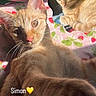 cat, ginger_cat, pet, indoor, blanket, strawberry_pattern, sunlight, relaxing, cute, feline, animal, closeup, paw, whiskers, ears, bedroom, cozy, playful, portrait, text_overlay
