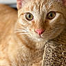 cat, orange_tabby, close_up, pet, feline, whiskers, pink_nose, amber_eyes, scratching_pad, texture, indoor, relaxed, animal, fur, portrait, cute, curious, soft_light, focus, background_blur