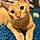 Simon