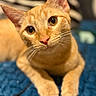 cat, orange_tabby, close_up, pet, animal, whiskers, ears, eyes, fur, cute, curious, indoor, blue_blanket, soft_focus, portrait, feline, relaxed, lying_down, domestic_cat, cozy