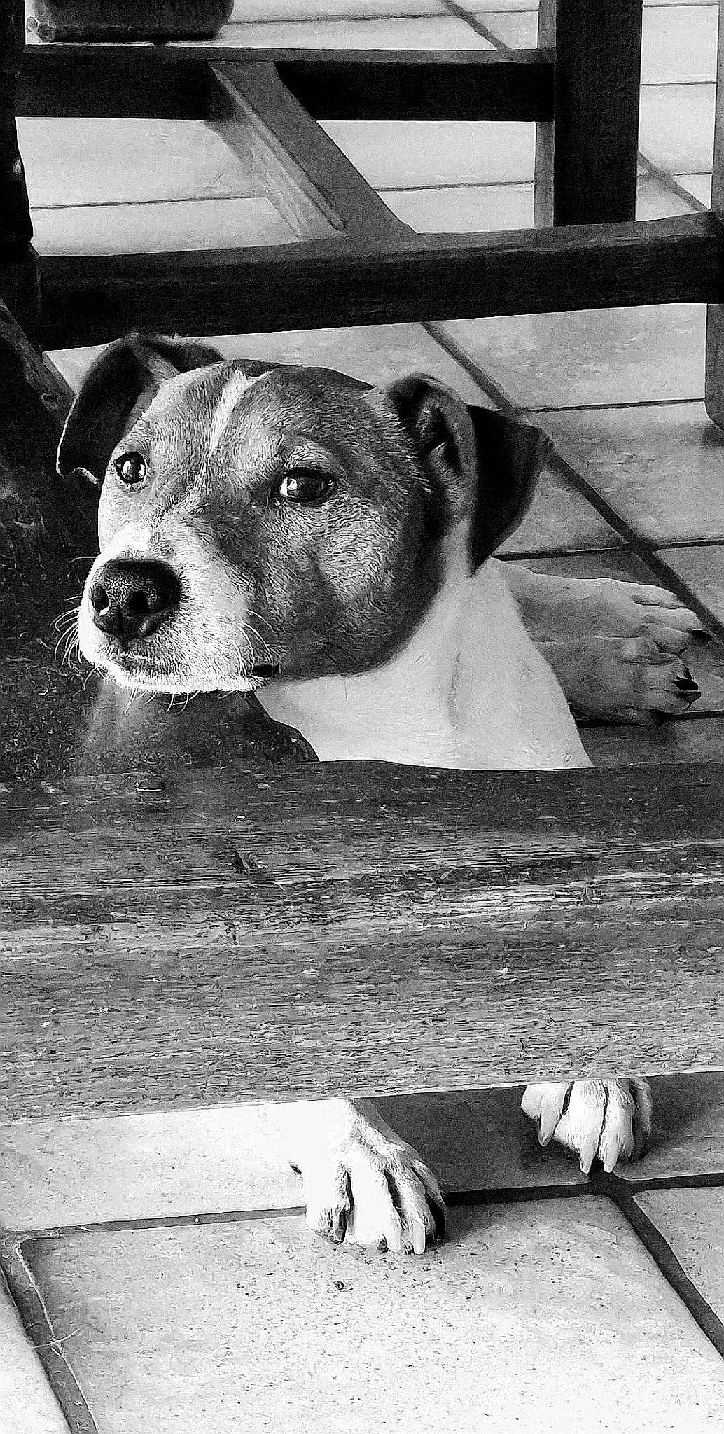 Hulysse a rejoint le concours — aidez-le/la à gagner de superbes lots ! architecture, body_of_water, daytime, dog_breed, eye, finger, fun, hairstyle, head, human, monochrome, nature, people, room, street, town, vertebrate, wall, whiskers, wood