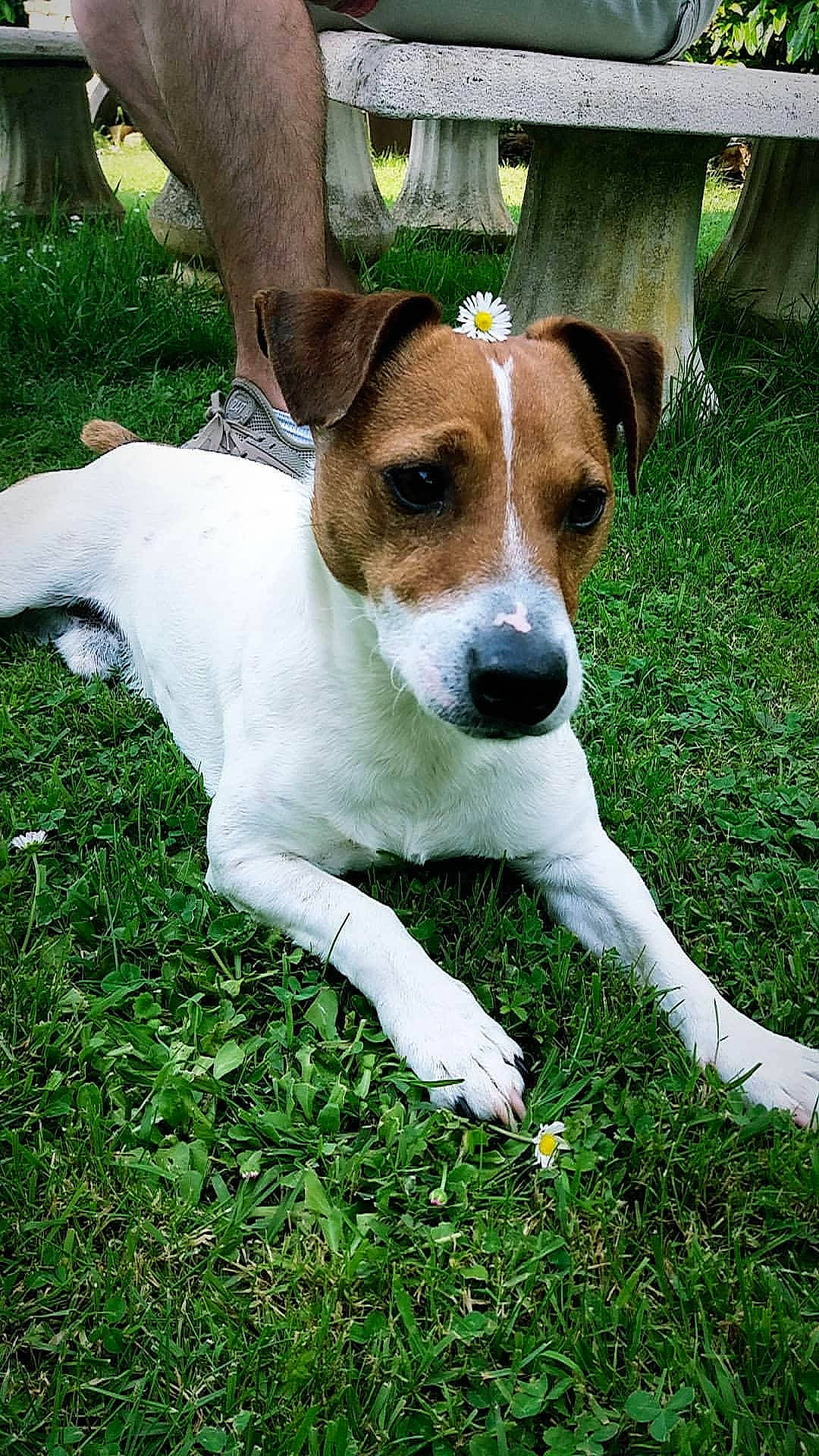 Hulysse a rejoint le concours — aidez-le/la à gagner de superbes lots ! botany, carnivore, dog, dog_breed, fawn, grass, green, leaf, light, mammal, organism, photograph, puppy, snout, sporting_group, terrestrial_animal, terrier, vertebrate, whiskers, white