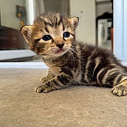 Rouge participe au concours pour gagner de l'argent avec cette photo : kitten, tabby, cat, baby_animal, pet, floor, indoor, curious, feline, closeup, young, striped, small, cute, animal, whiskers, paws, eyes, fur, home