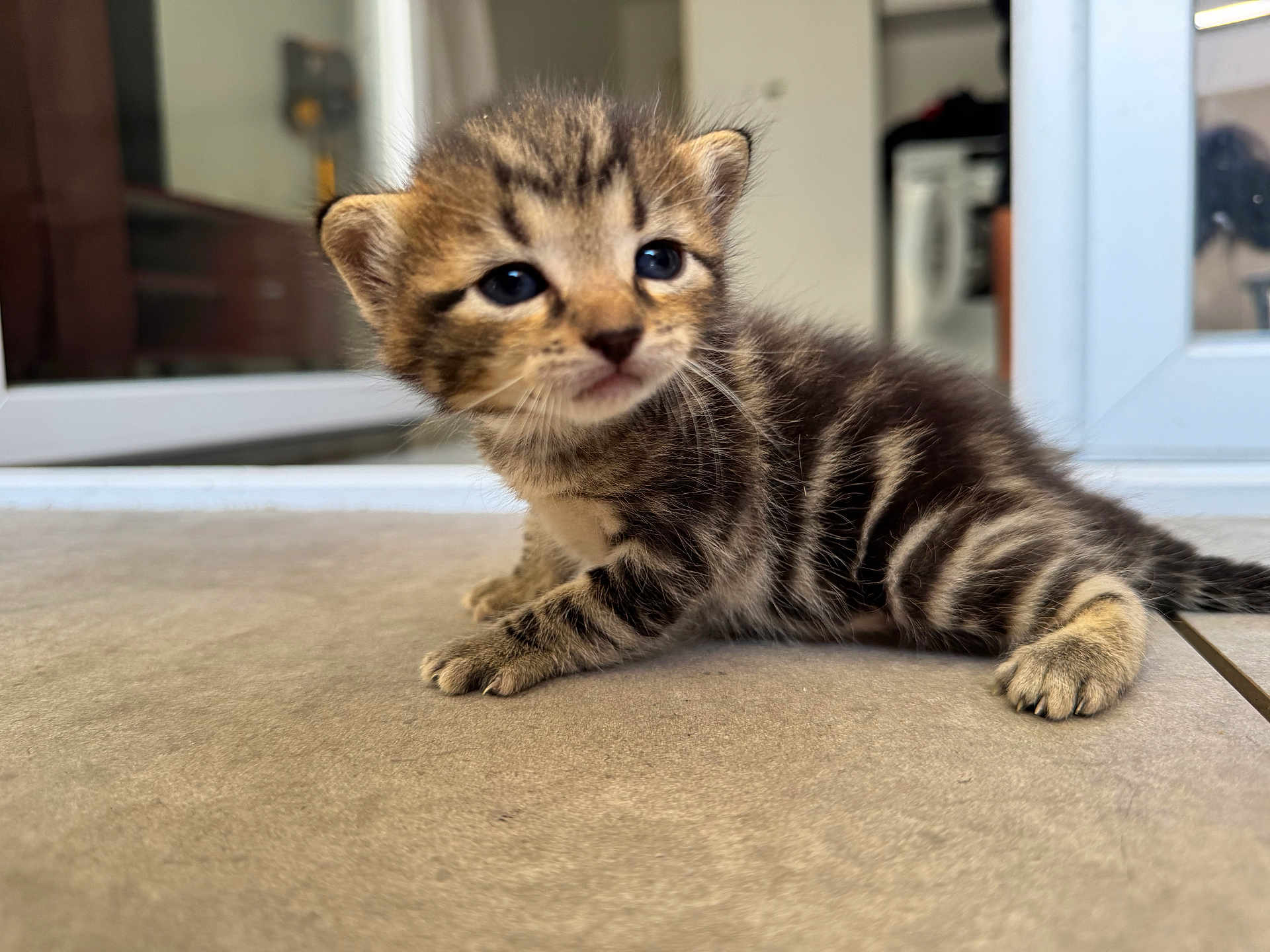 Rouge participe au concours pour gagner de l'argent avec cette photo : kitten, tabby, cat, baby_animal, pet, floor, indoor, curious, feline, closeup, young, striped, small, cute, animal, whiskers, paws, eyes, fur, home