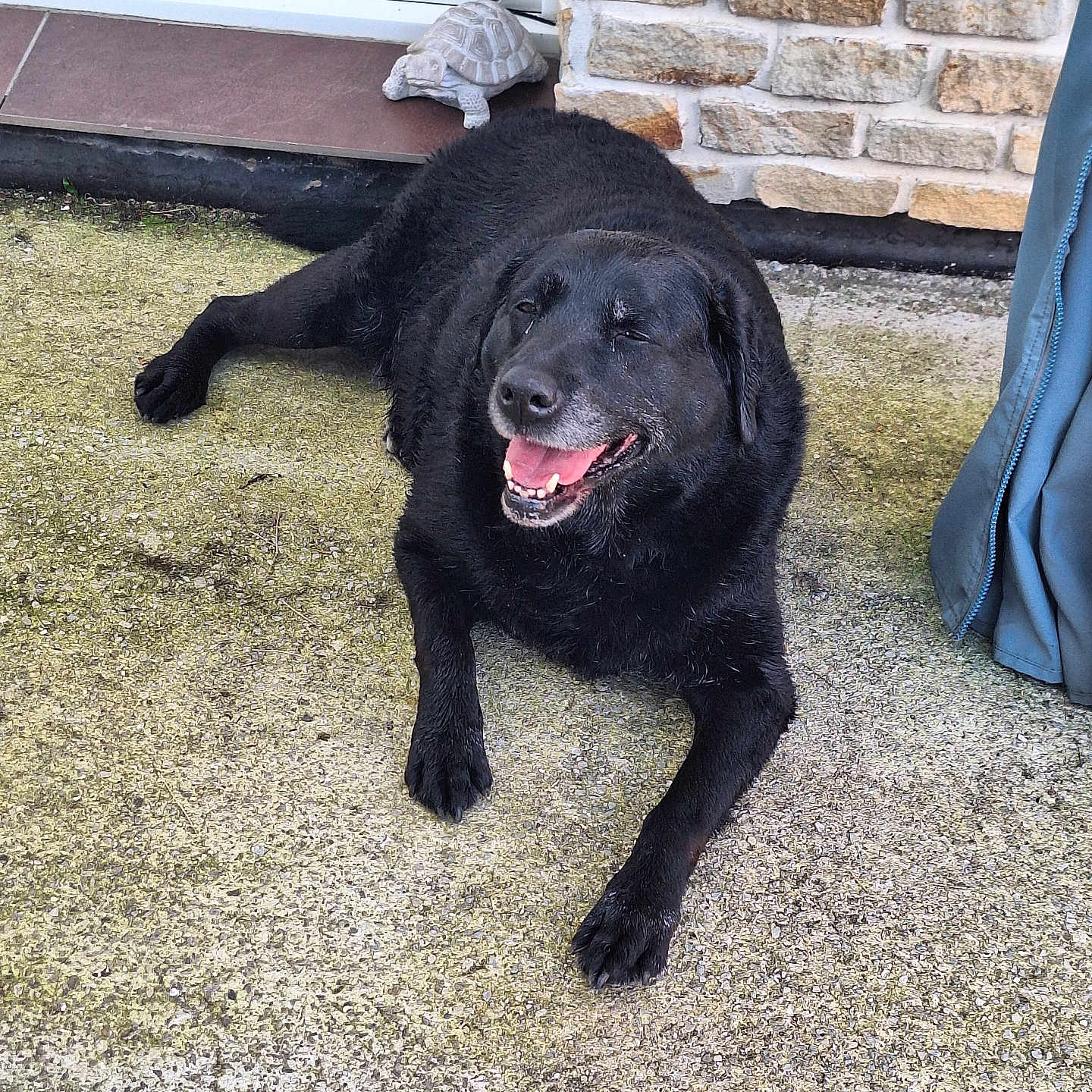 Lilo participe au concours pour gagner de l'argent avec cette photo : animal, architecture, bodypart, brick, building, canine, clothing, coat, dog, hound, labradorretriever, mat, newfoundland, pet, puppy, reptile, sealife, slate, turtle, wall
