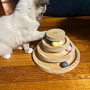 Arlo a rejoint le concours — aidez-le/la à gagner de superbes lots ! cat, white_cat, pet, wooden_floor, wooden_toy, stacking_toy, balls, curious, paw, indoor, furniture, playful, animal, domestic_animal, floor, closeup, side_view, light, shadow, home