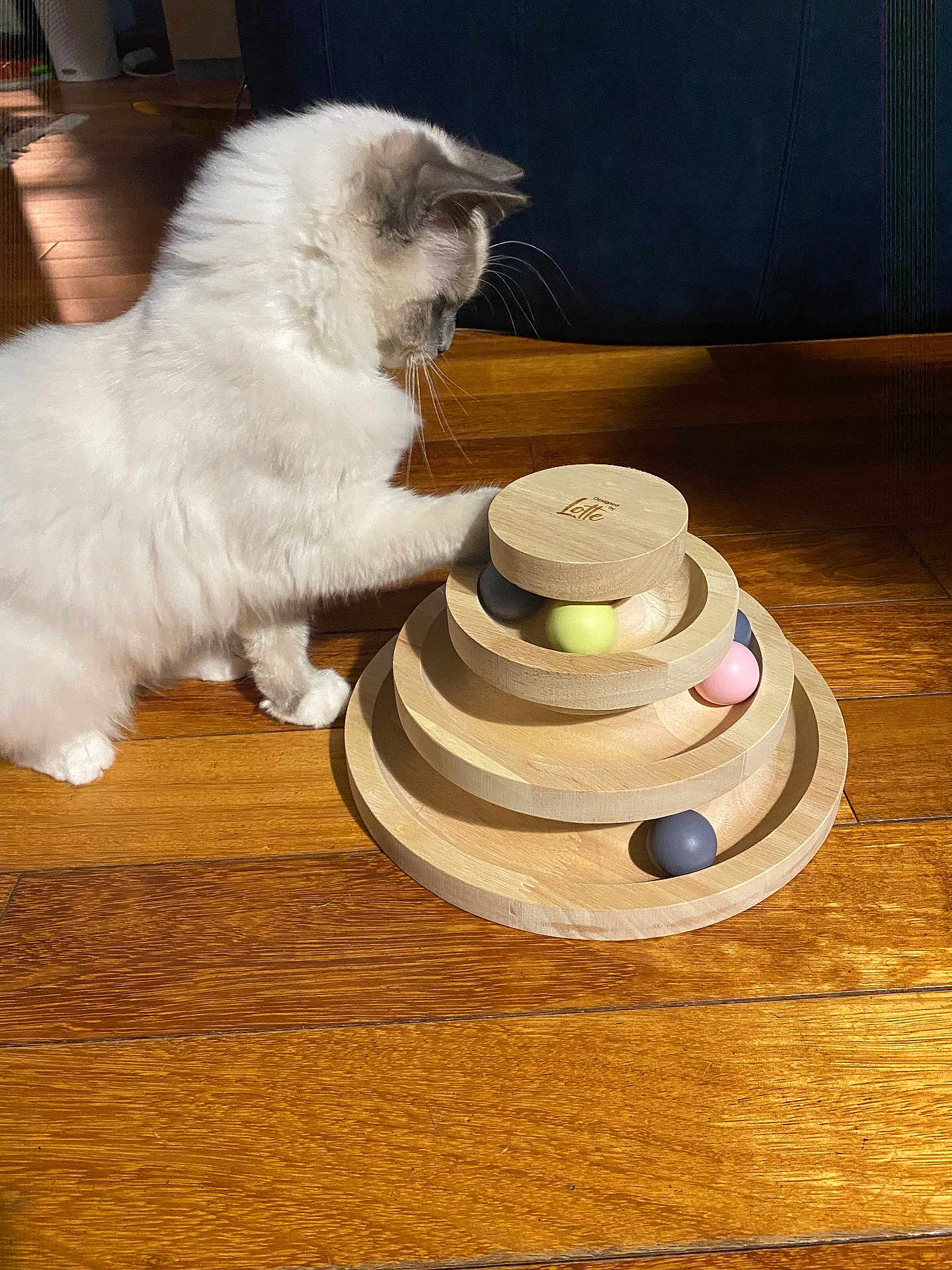 Arlo a rejoint le concours — aidez-le/la à gagner de superbes lots ! cat, white_cat, pet, wooden_floor, wooden_toy, stacking_toy, balls, curious, paw, indoor, furniture, playful, animal, domestic_animal, floor, closeup, side_view, light, shadow, home