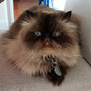 Sable joined the competition — help win amazing prizes! cat, persian_cat, fluffy, blue_eyes, pet, indoor, feline, sitting, fur, whiskers, collar, tag, chair, beige, closeup, domestic_animal, cute, animal, resting, face