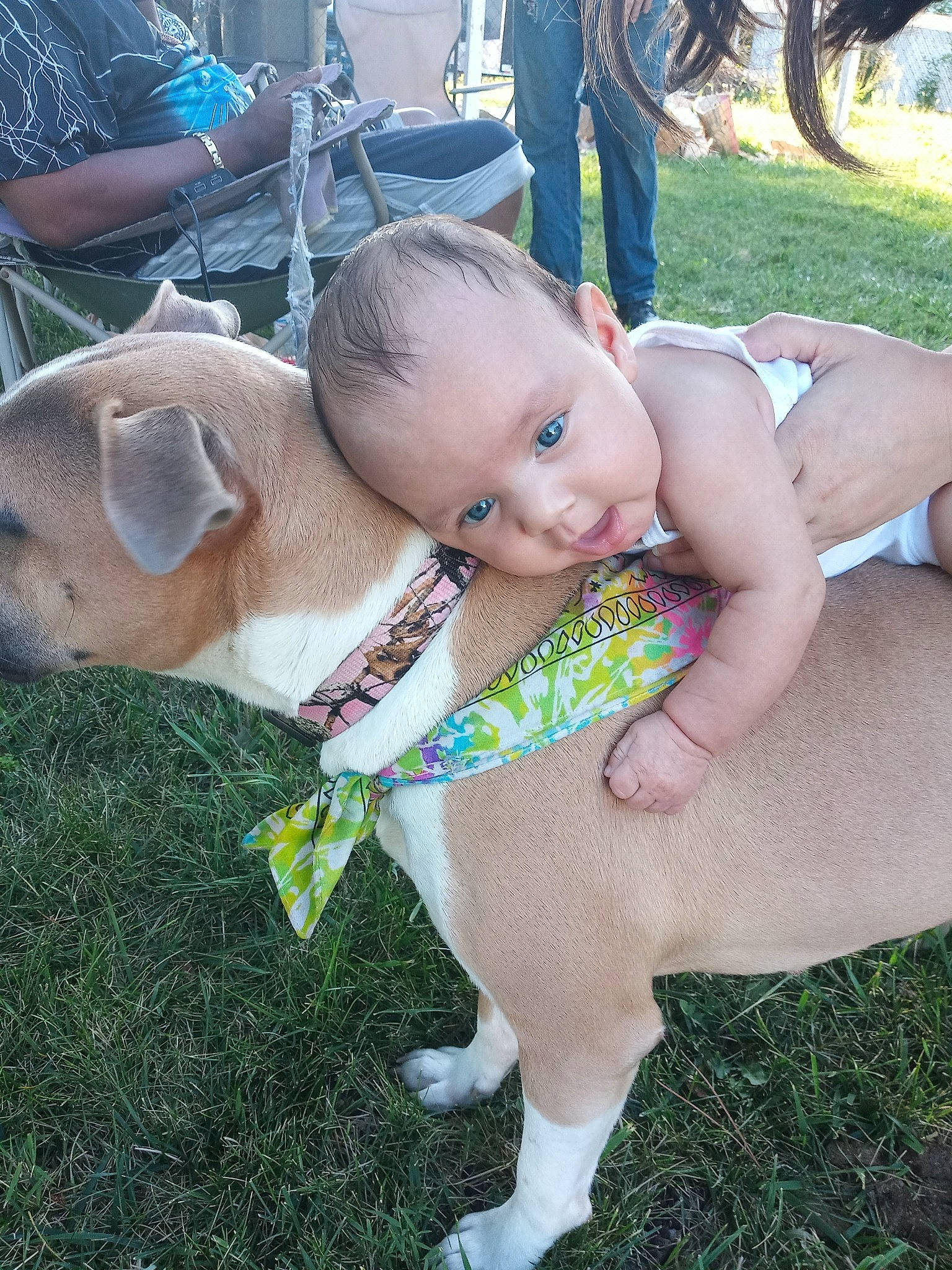 Melody is registered to the contest to win money with this photo: american_pit_bull_terrier, american_staffordshire_terrier, canidae, carnivore, child, dog, dog_breed, fawn, grass, non_sporting_group, person, pit_bull