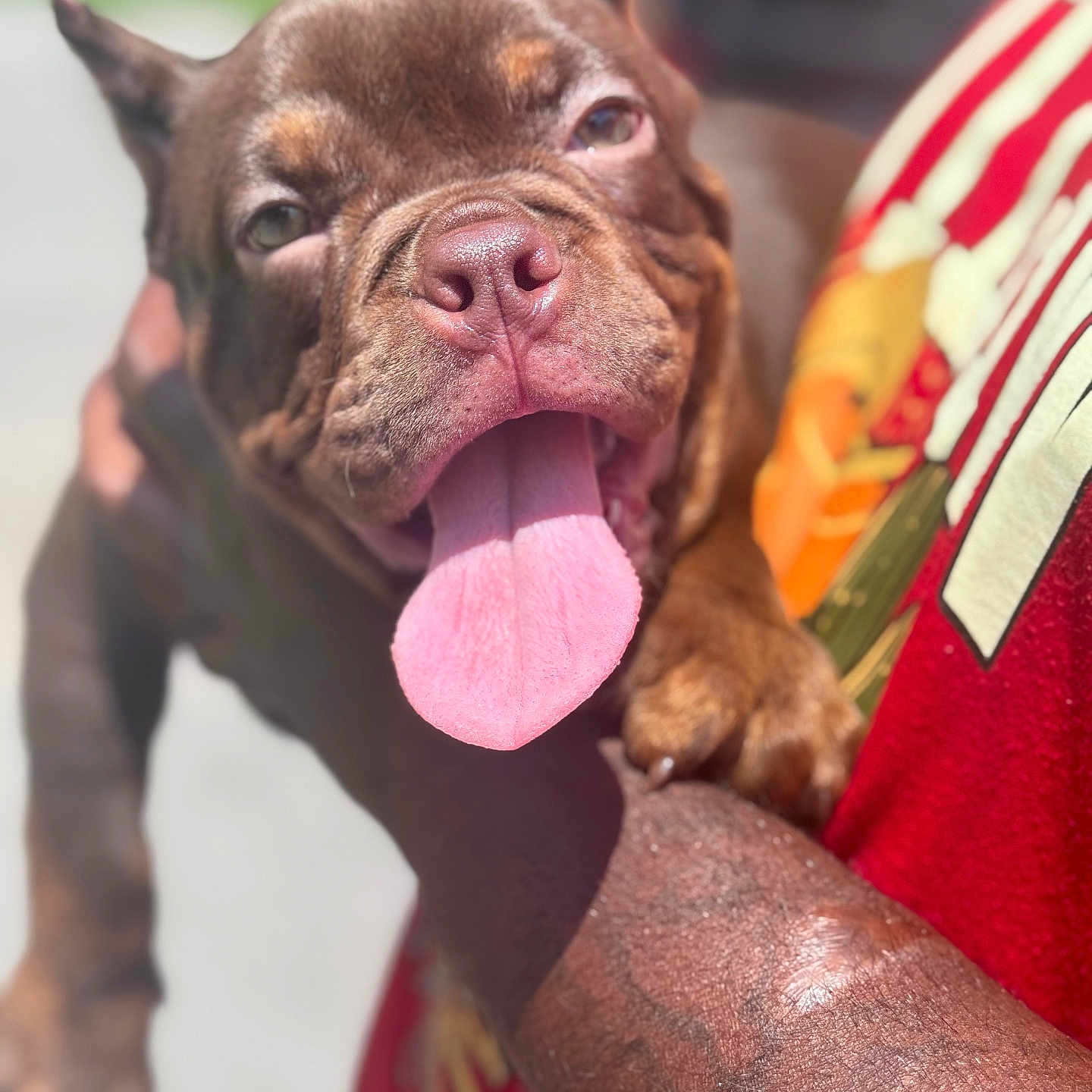 Balenciago is registered to the contest to win money with this photo: animal, arm, brown_dog, canine, close_up, cute, daylight, dog, happy, mammal, outdoor, person, pet, playing, portrait, puppy, red_shirt, summer, tattoo, tongue_out