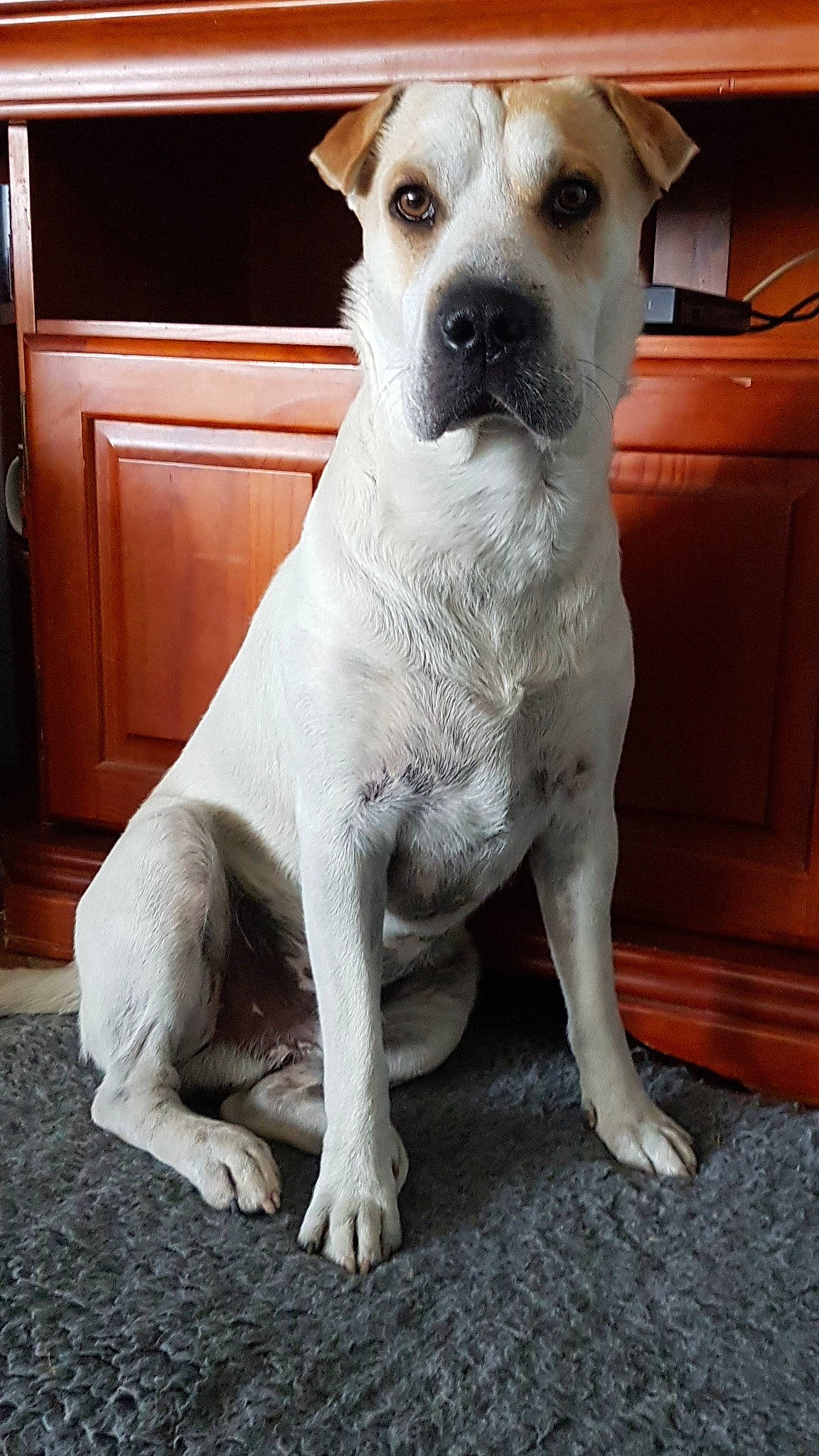 Shinji a rejoint le concours — aidez-le/la à gagner de superbes lots ! ancient_dog_breeds, canidae, carnivore, companion_dog, dog, dog_breed, fawn, mammal, rare_breed_dog, snout, sporting_group, vertebrate