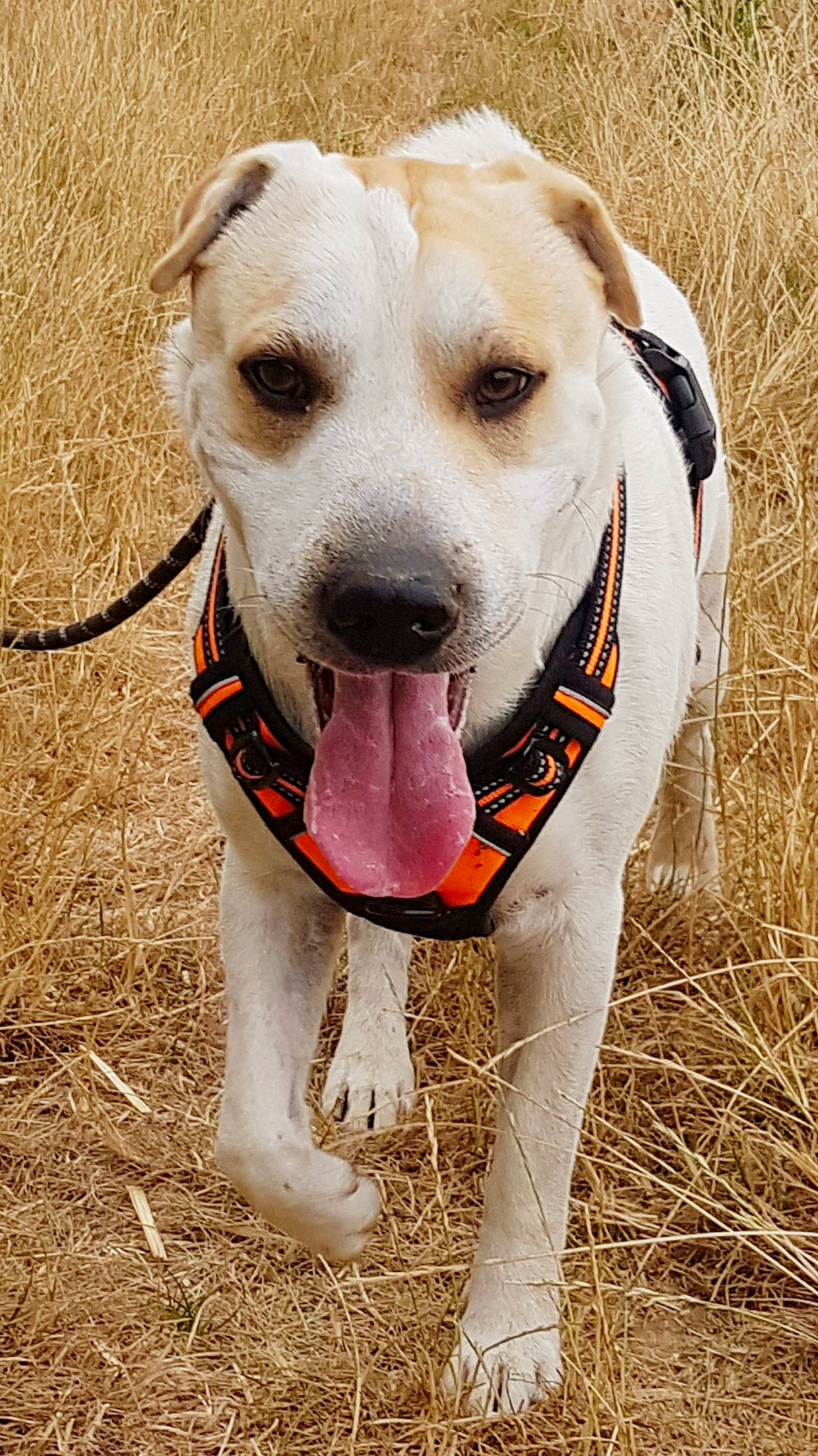 Shinji a rejoint le concours — aidez-le/la à gagner de superbes lots ! american_staffordshire_terrier, canidae, carnivore, catahoula_bulldog, companion_dog, dog, dog_breed, fawn, labrador_retriever, leash, mammal, non_sporting_group, pit_bull, snout, sporting_group, vertebrate