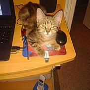 Canaille a rejoint le concours — aidez-le/la à gagner de superbes lots ! carnivoran, cat, cat_like_mammal, cat_supply, domestic_short_haired_cat, european_shorthair, kitten, mammal, small_to_medium_sized_cats, tabby_cat, technology, whiskers