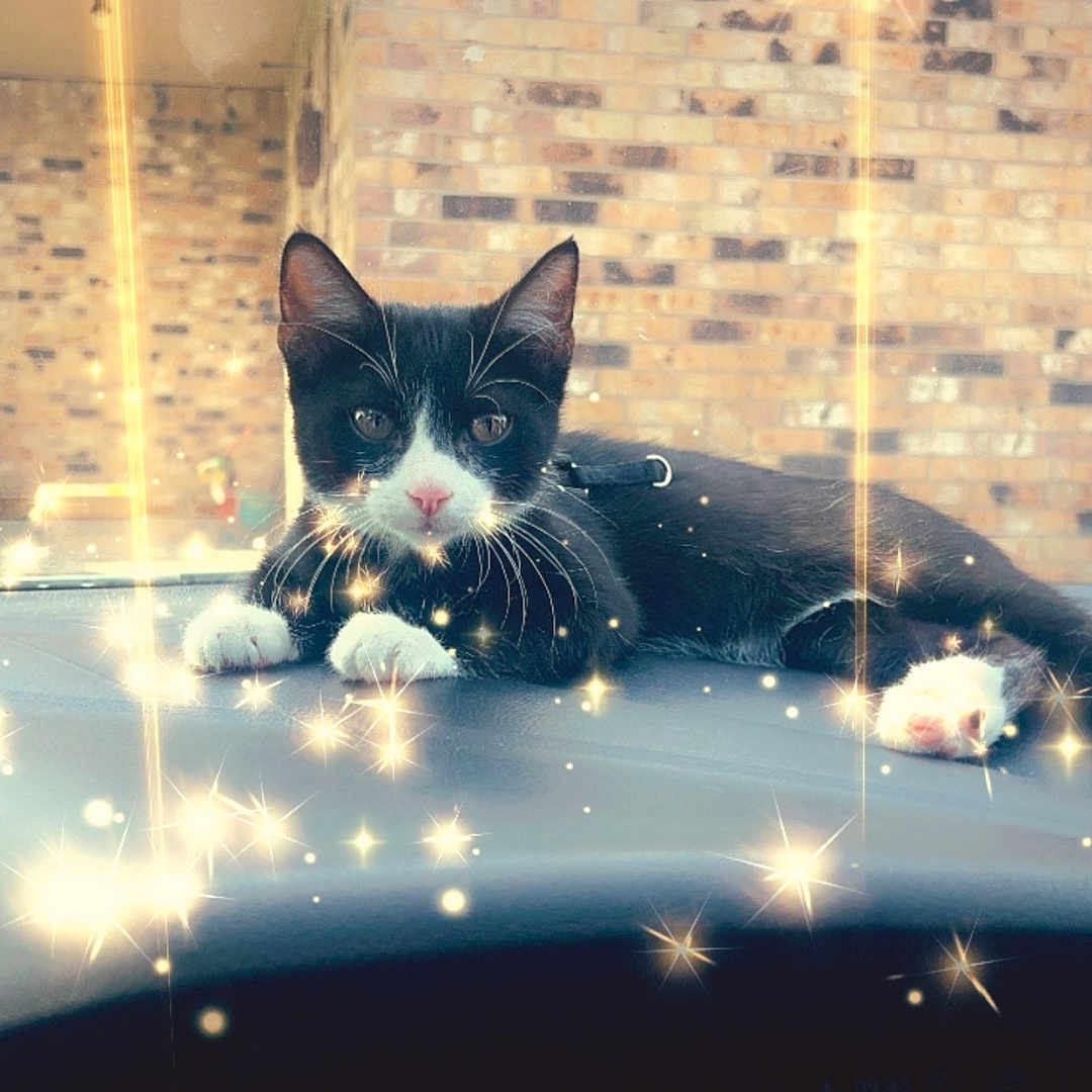 Speedy is registered to the contest to win money with this photo: animal, architecture, brick, building, car, cat, city, face, head, kitten, light, lighting, manx, nature, night, outdoors, pet, shelter, transportation, vehicle