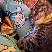 Jolene is registered to the contest to win money with this photo: cat, tabby, sleeping, bed, blanket, pillow, cartoon, pattern, cozy, indoor, pet, fur, striped, closeup, relaxed, cute, animal, resting, soft, comfort