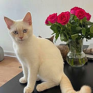 Haku a rejoint le concours — aidez-le/la à gagner de superbes lots ! black_surface, blue_eyes, cat, cream_fur, ears, feline, flowers, fluffy_tail, home, indoor, kitten, pet, photography, portrait, roses, sitting, table, vase, whiskers, white_wall
