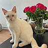 black_surface, blue_eyes, cat, cream_fur, ears, feline, flowers, fluffy_tail, home, indoor, kitten, pet, photography, portrait, roses, sitting, table, vase, whiskers, white_wall