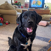 Zeus is registered to the contest to win money with this photo: black_dog, collar, cushion, decor, dog, floor, furniture, happy, home, indoor, living_room, pet, plant, rug, sitting, sunlight, television, tongue_out, window, wood_floor