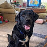 black_dog, collar, cushion, decor, dog, floor, furniture, happy, home, indoor, living_room, pet, plant, rug, sitting, sunlight, television, tongue_out, window, wood_floor