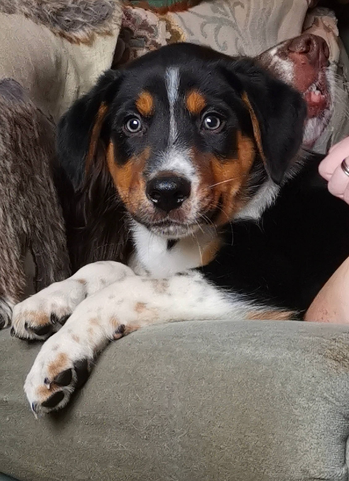 Gizmo is registered to the contest to win money with this photo: bored, carnivore, comfort, companion_dog, dog, dog_breed, fur, snout, sporting_group, working_animal, working_dog