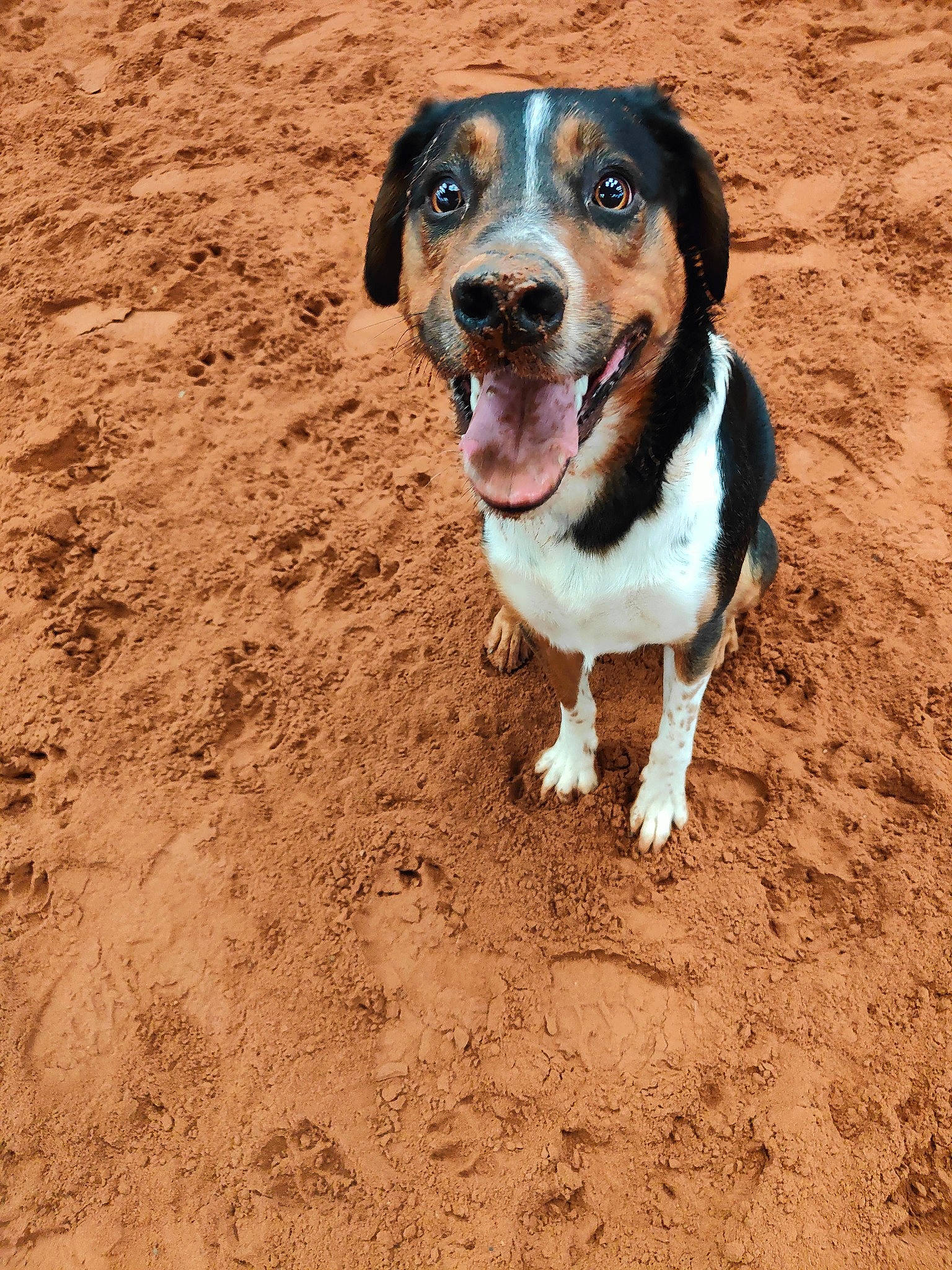 Gizmo joined the competition — help win amazing prizes! ball, beagle, canidae, carnivore, companion_dog, dog, dog_breed, fawn, finnish_hound, hound, puppy, scent_hound, snout, soil, sporting_group, street_dog, terrestrial_animal, whiskers, working_animal, working_dog