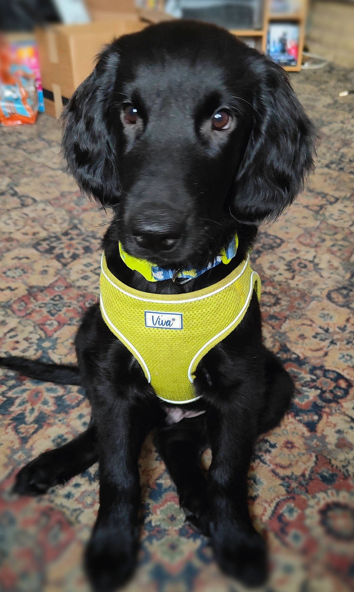 Shadow joined the competition — help win amazing prizes! borador, canidae, carnivore, collar, companion_dog, dog, dog_breed, dog_collar, dog_supply, fashion_accessory, fur, gun_dog, leash, liver, personal_protective_equipment, pet_supply, retriever, snout, sporting_group, working_animal