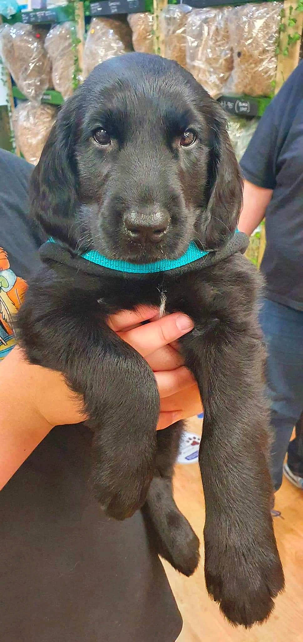 Shadow is registered to the contest to win money with this photo: animal_training, borador, canidae, carnivore, collar, companion_dog, dog, dog_breed, dog_collar, fur, gesture, gun_dog, hunting_dog, liver, personal_protective_equipment, snout, sporting_group, working_animal, working_dog