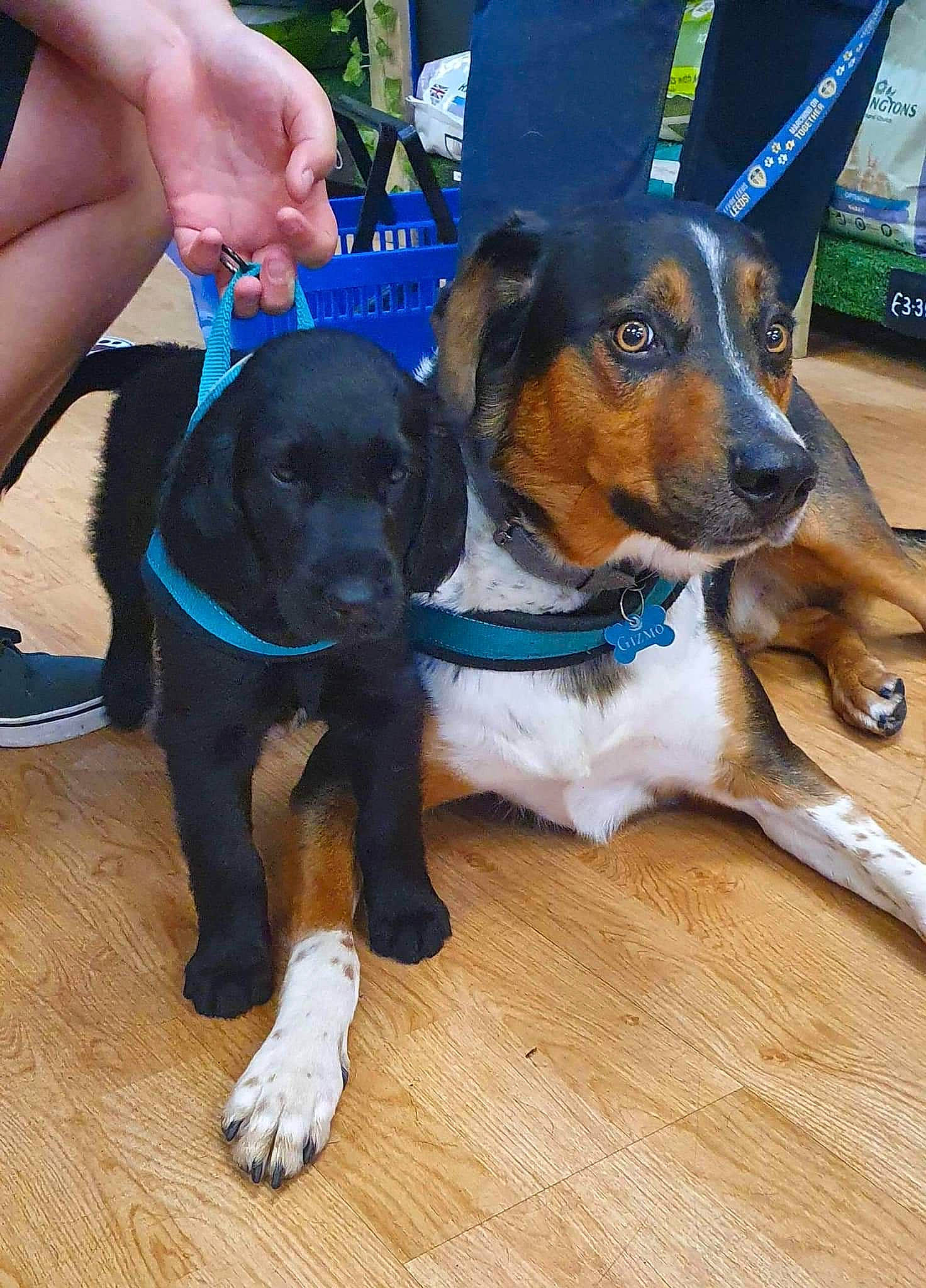 Shadow joined the competition — help win amazing prizes! canidae, carnivore, collar, companion_dog, dog, dog_breed, dog_collar, dog_supply, electric_blue, fawn, hardwood, leash, personal_protective_equipment, scent_hound, snout, sporting_group, thigh, working_animal, working_dog, wrist