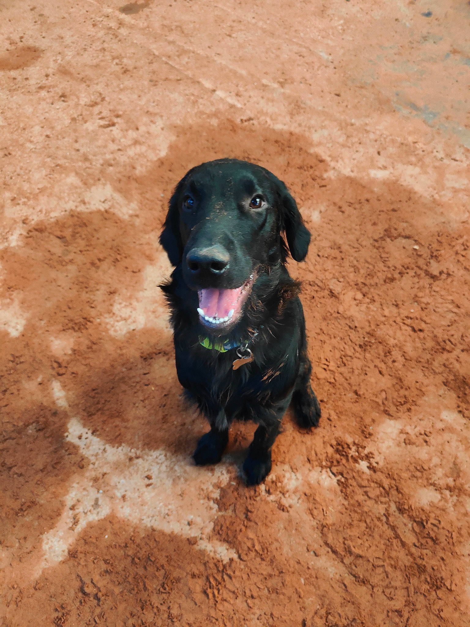 Shadow joined the competition — help win amazing prizes! borador, carnivore, companion_dog, dog, dog_breed, gun_dog, hunting_dog, liver, retriever, soil, sporting_group, terrestrial_animal, working_animal