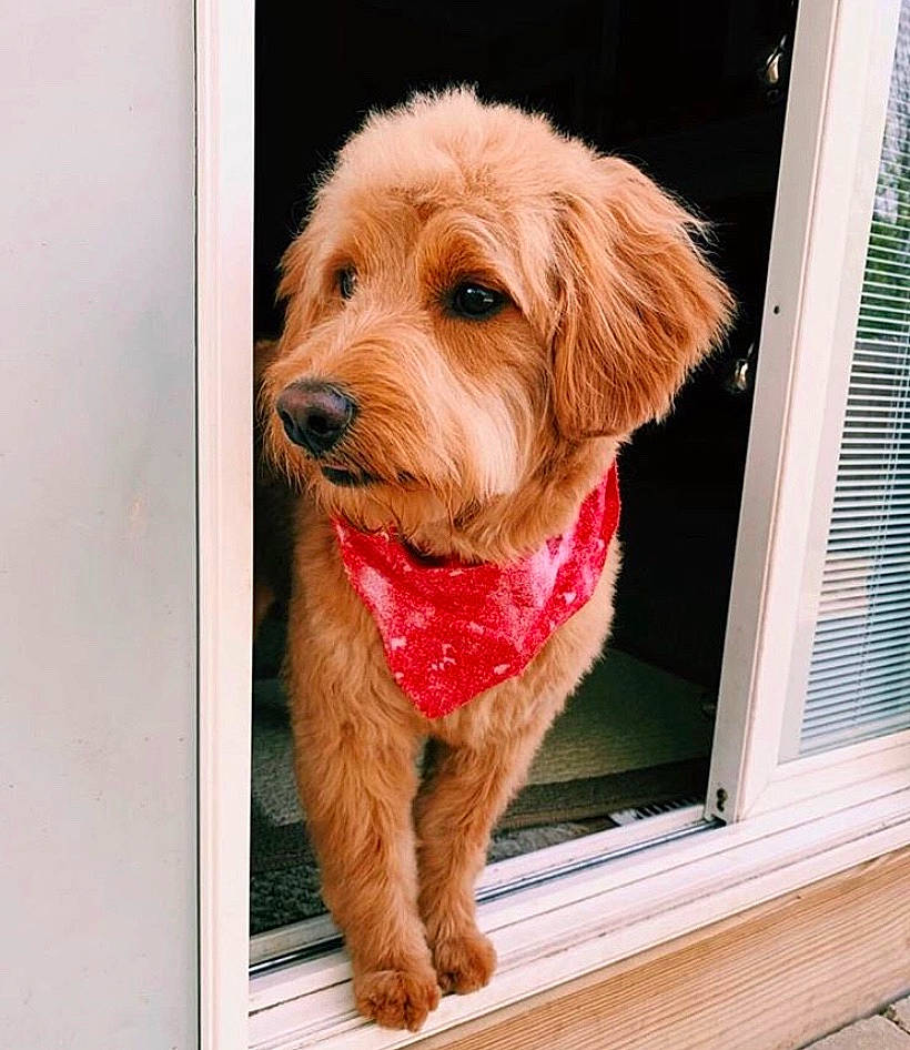 Dillon is registered to the contest to win money with this photo: basset_fauve_de_bretagne, canidae, carnivore, cavapoo, cockapoo, companion_dog, dog, dog_breed, golden_retriever, goldendoodle, labradoodle, mammal, poodle_crossbreed, puppy, snout, sporting_group, terrier, vertebrate, window