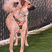 Koda Bear joined the competition — help win amazing prizes! alert, animal, brown_fur, canine, collar, cute, daylight, dog, domestic_animal, ears, fence, grass, guarding, harness, nature, outdoor, pet, side_view, standing, tail